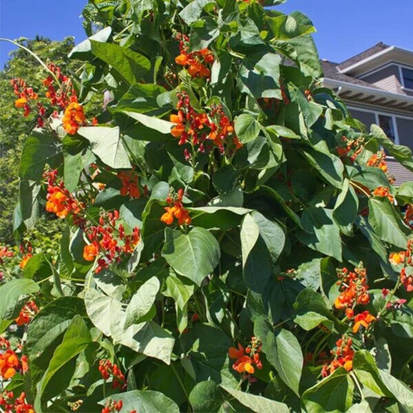 Runner Bean Seeds